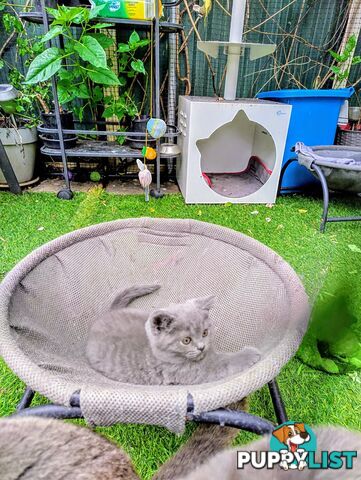 British blue shorthair  (Adorable )