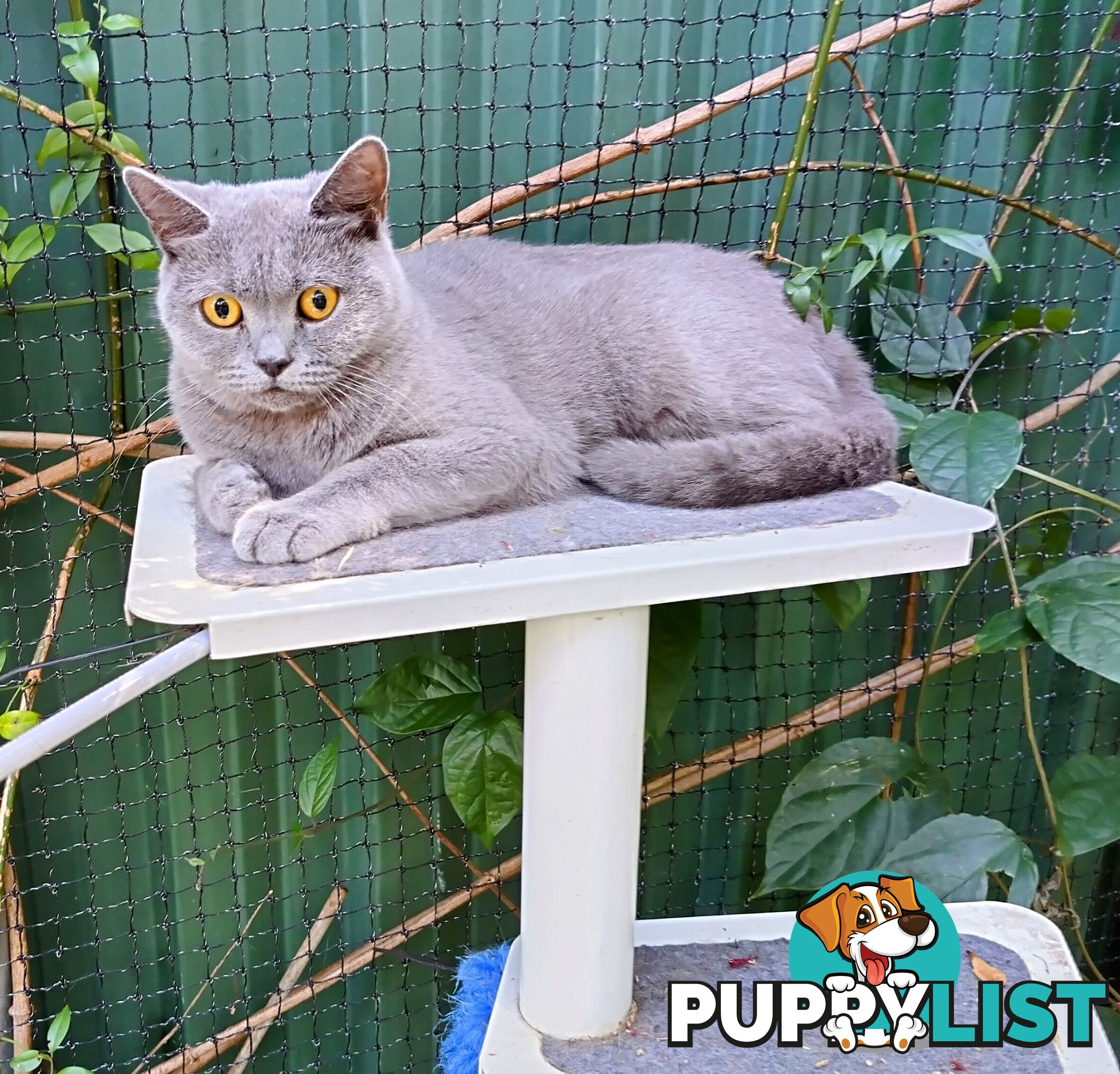 British blue shorthair  (Adorable )