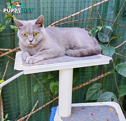 British blue shorthair  (Adorable )