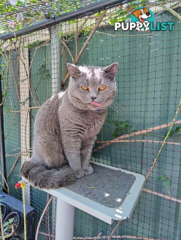 British blue shorthair  (Adorable )