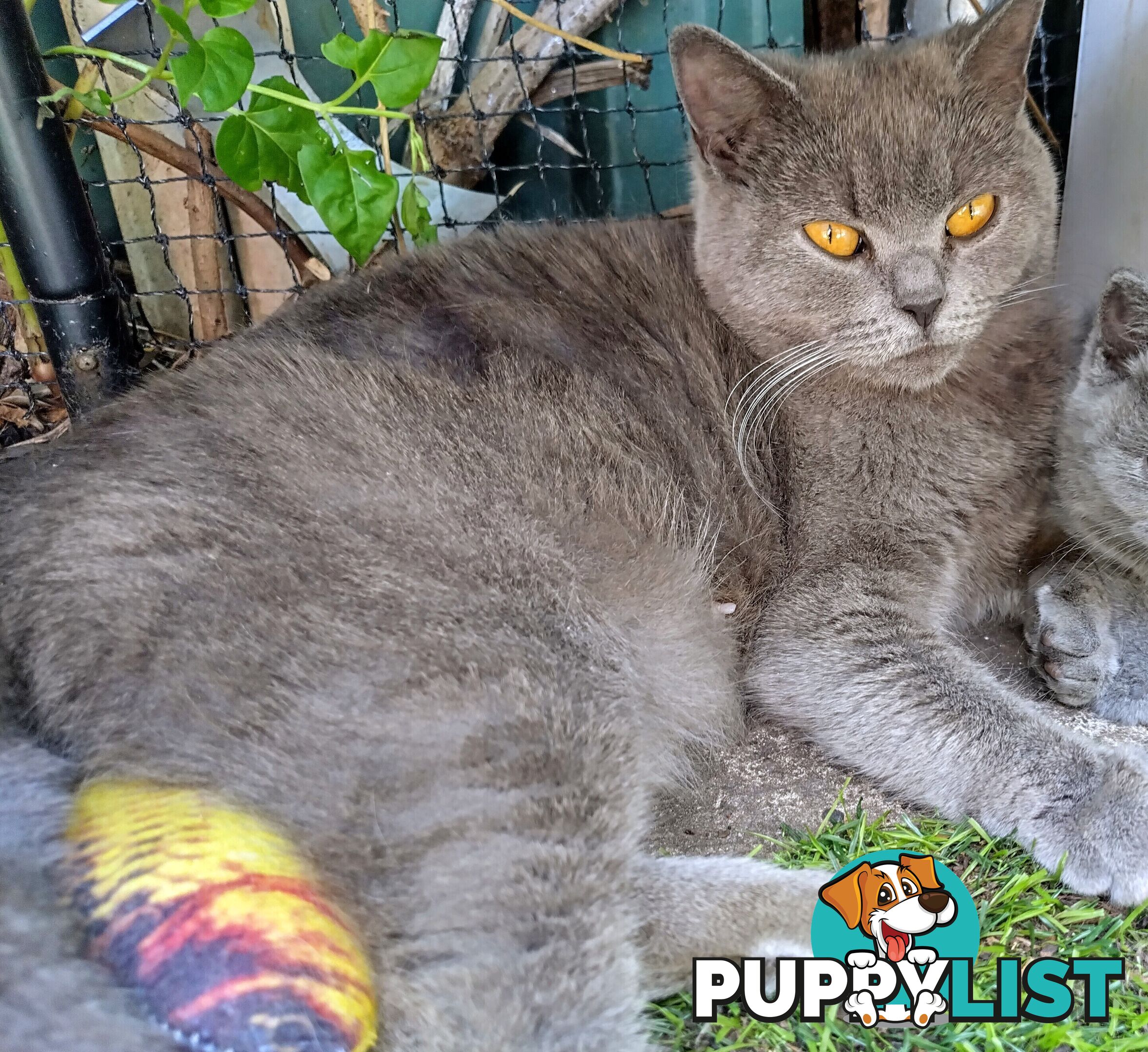 British blue shorthair  (Adorable )