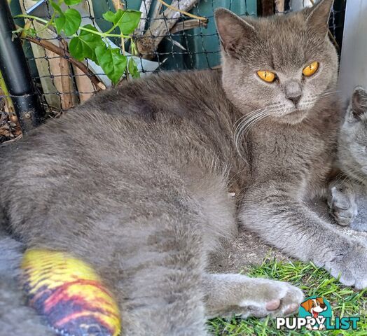 British blue shorthair  (Adorable )