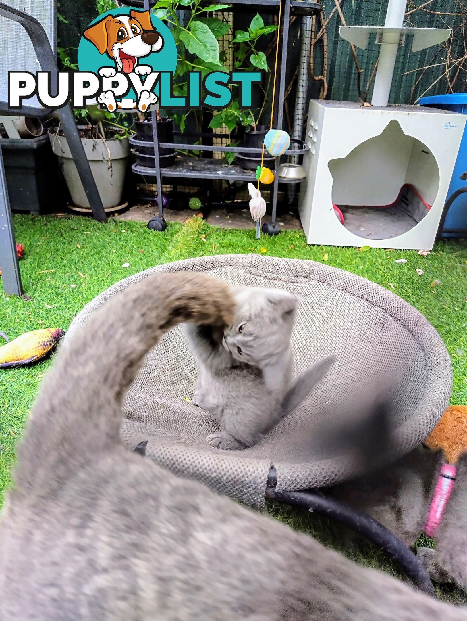 British blue shorthair  (Adorable )