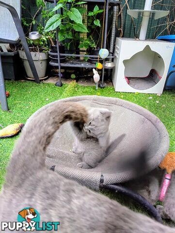 British blue shorthair  (Adorable )