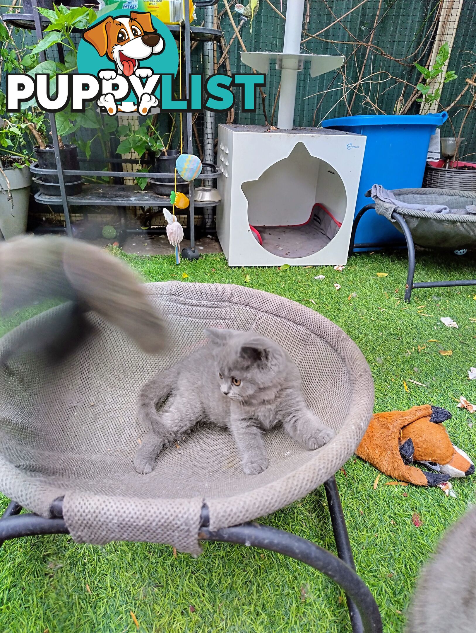 British blue shorthair  (Adorable )