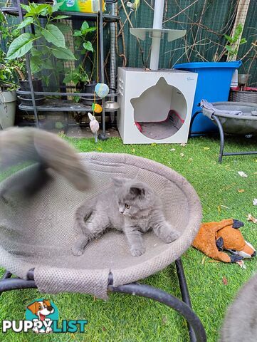 British blue shorthair  (Adorable )