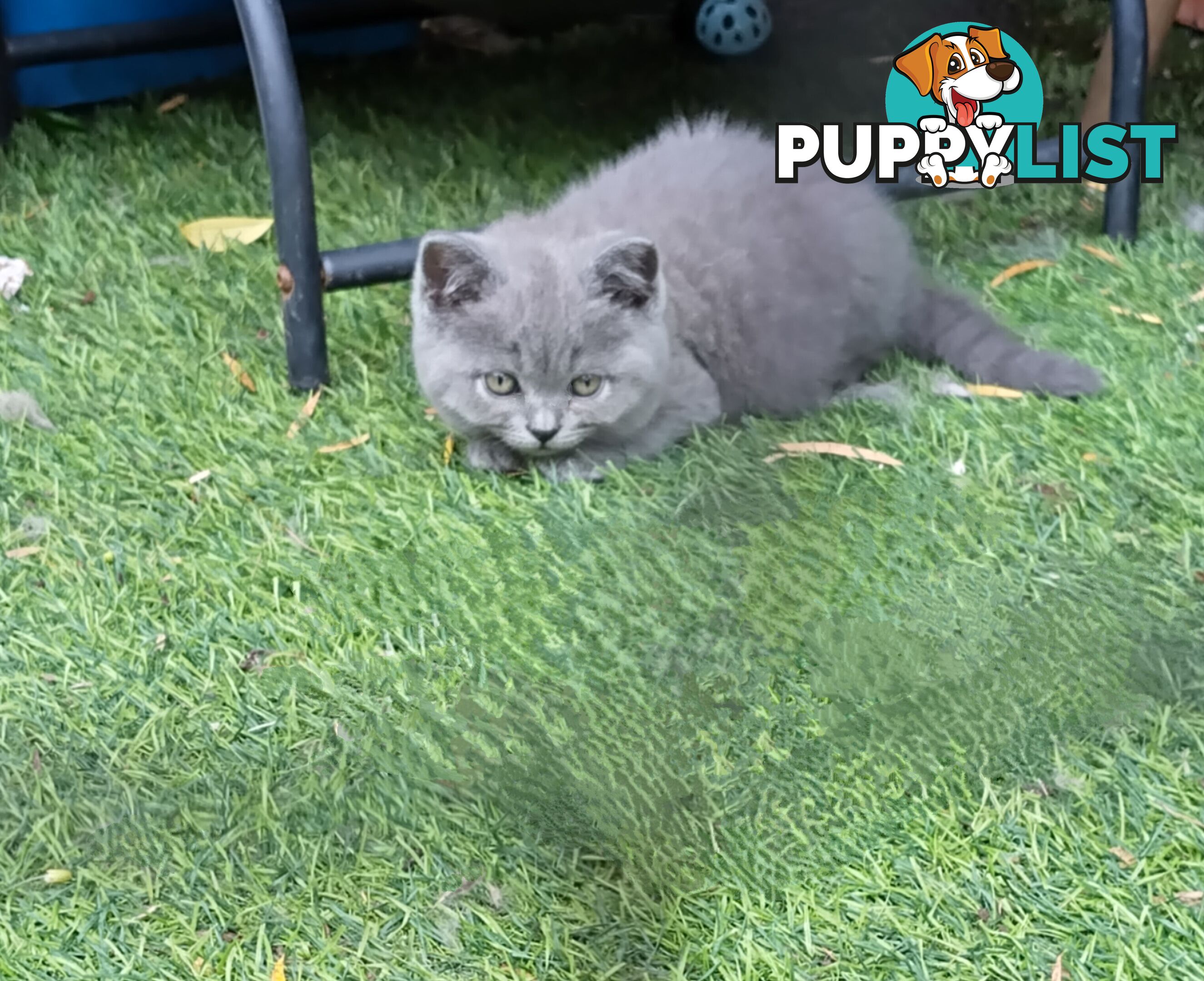 British blue shorthair  (Adorable )