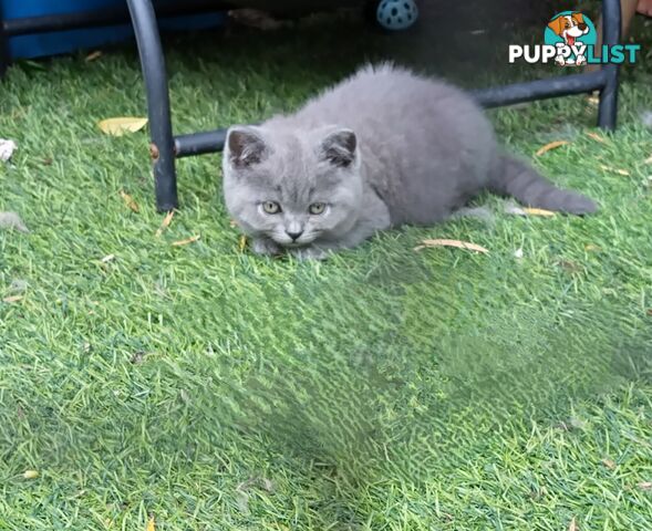 British blue shorthair  (Adorable )