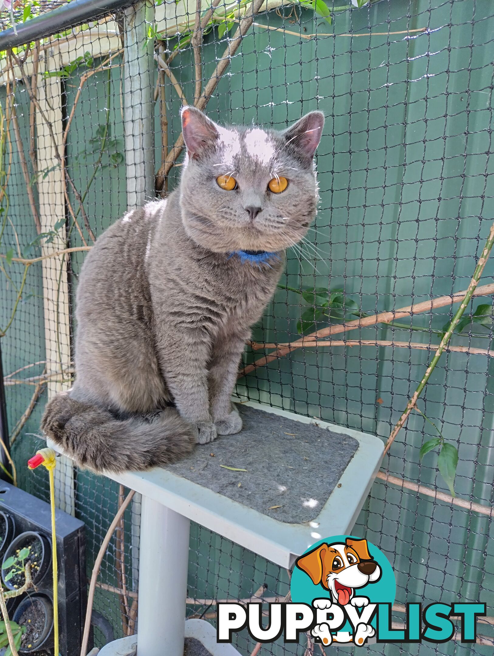 British blue shorthair  (Adorable )