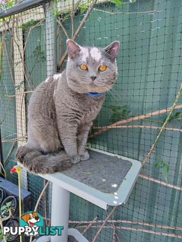 British blue shorthair  (Adorable )