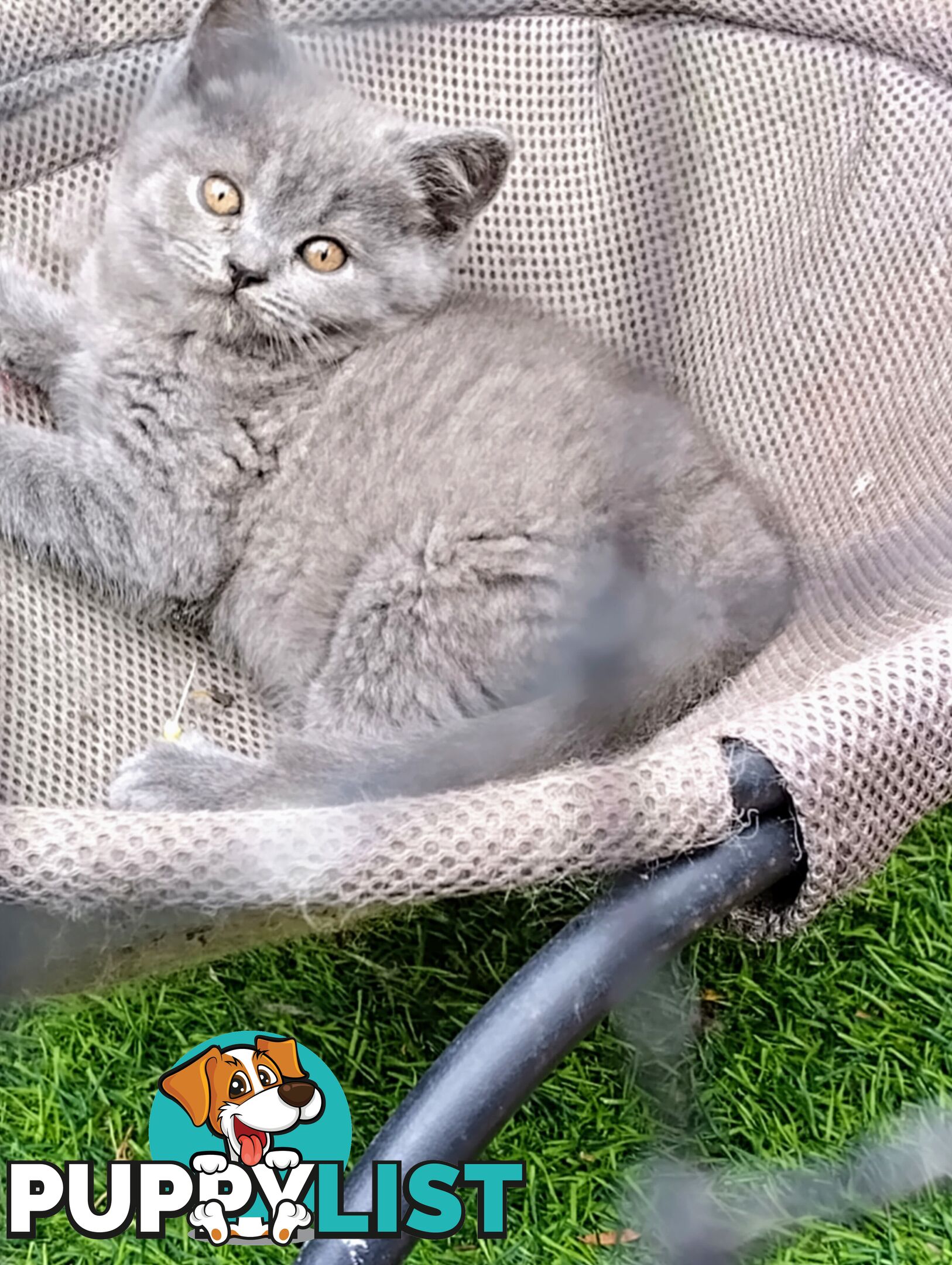 British blue shorthair  (Adorable )