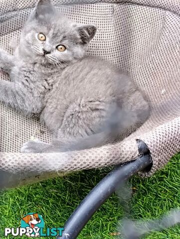 British blue shorthair  (Adorable )