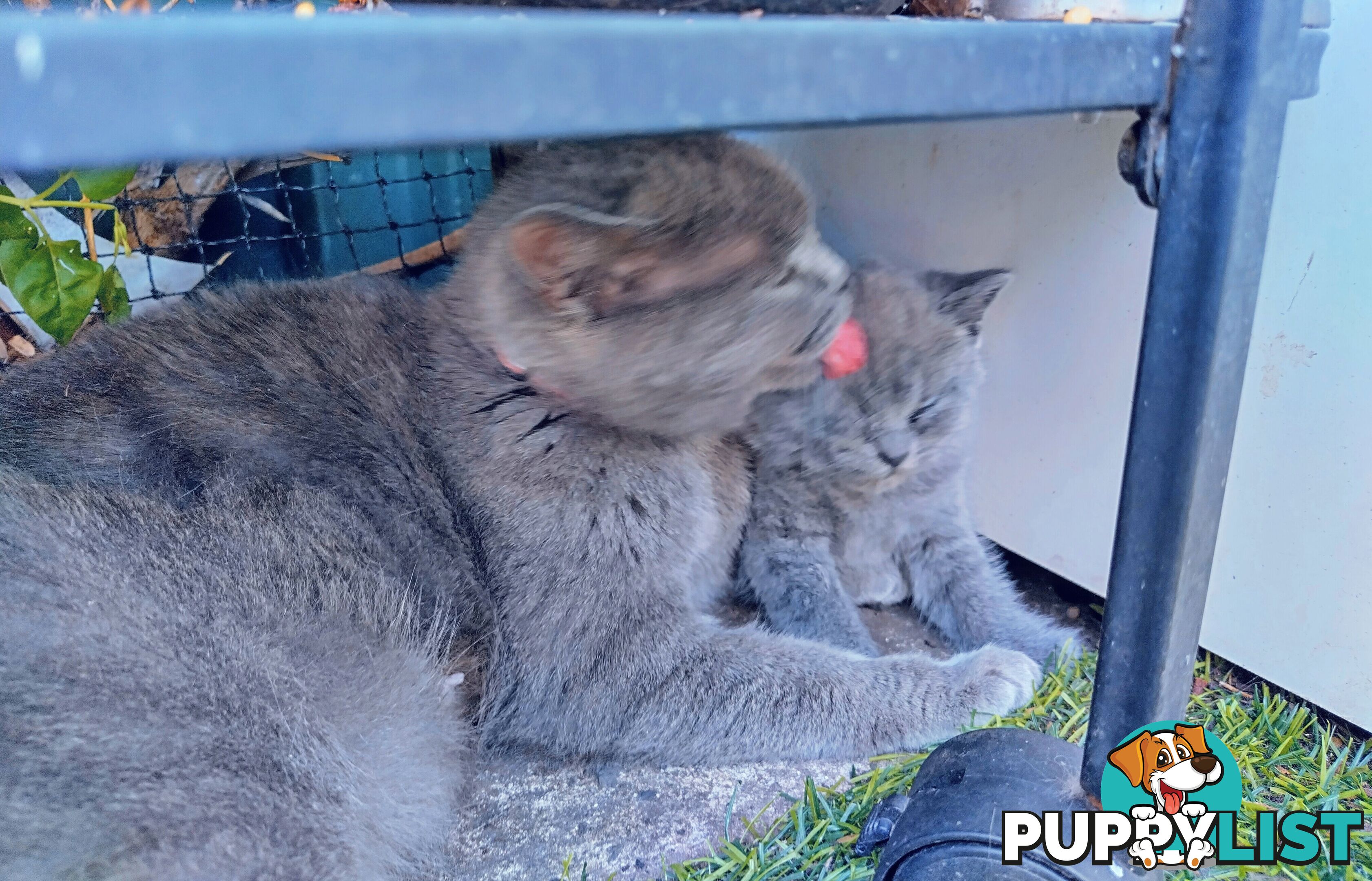 British blue shorthair  (Adorable )