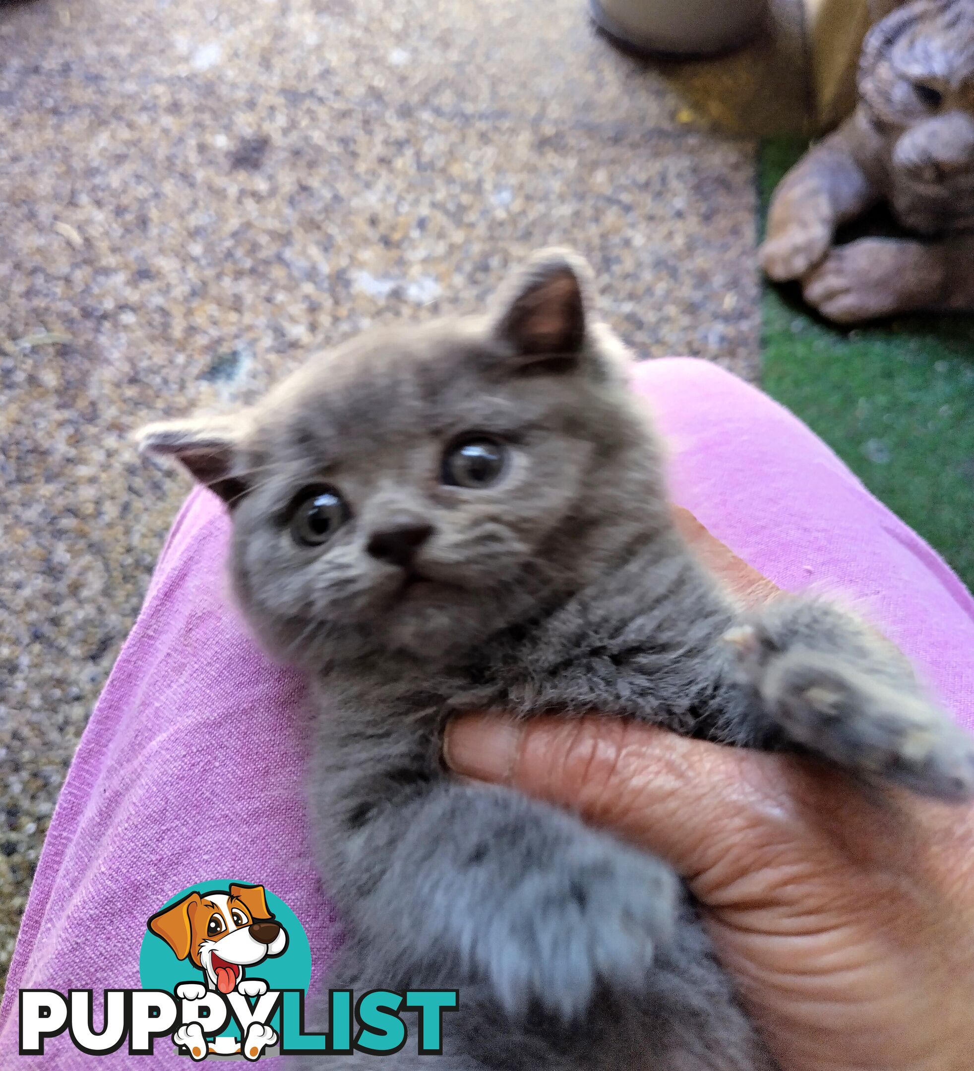 British blue shorthair  (Adorable )