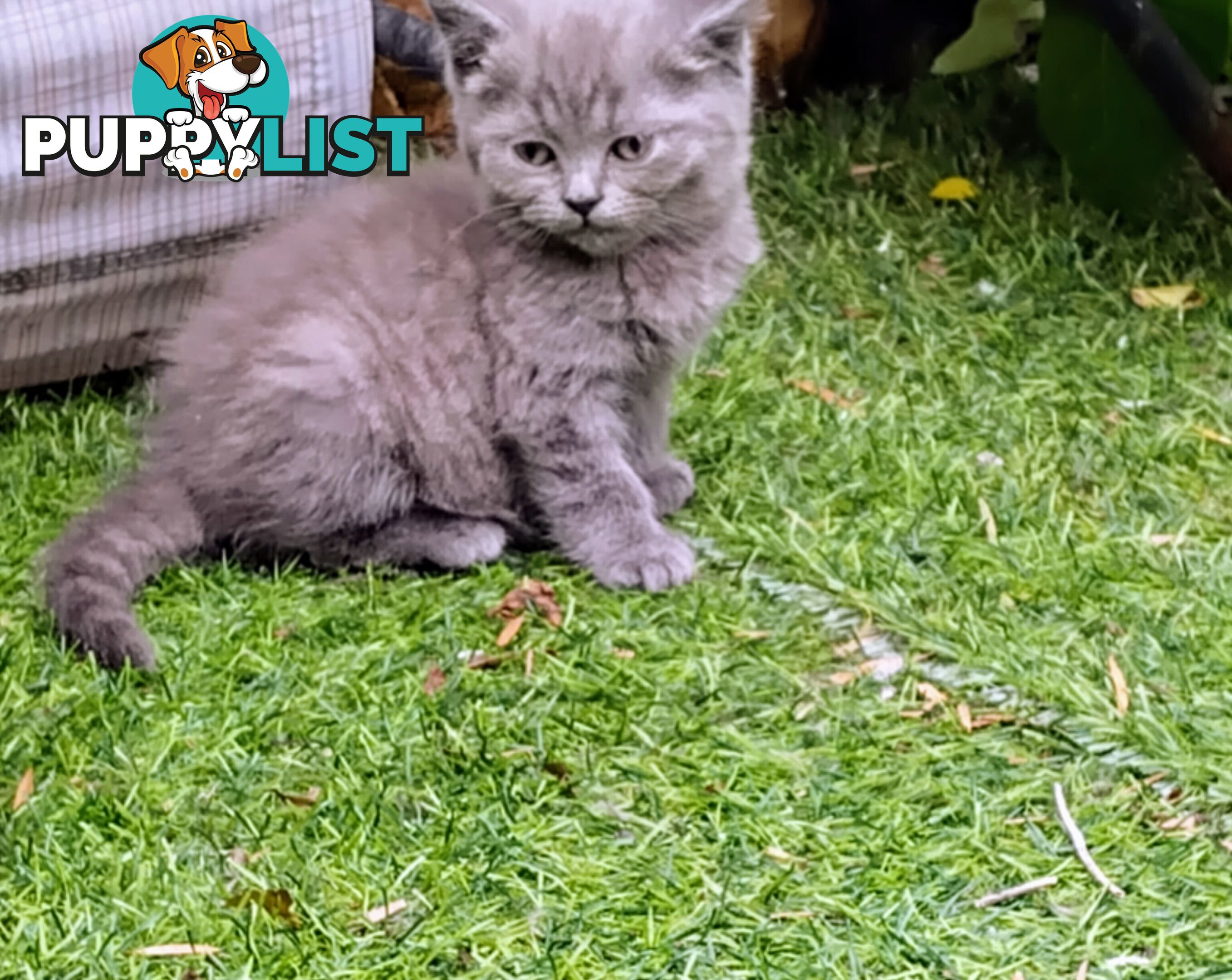 British blue shorthair  (Adorable )