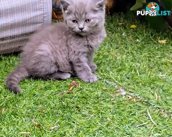 British blue shorthair  (Adorable )