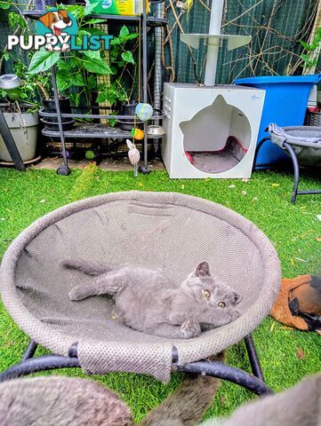 British blue shorthair  (Adorable )