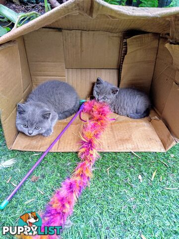 British blue shorthair  (Adorable )