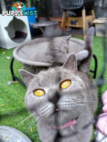 British blue shorthair  (Adorable )