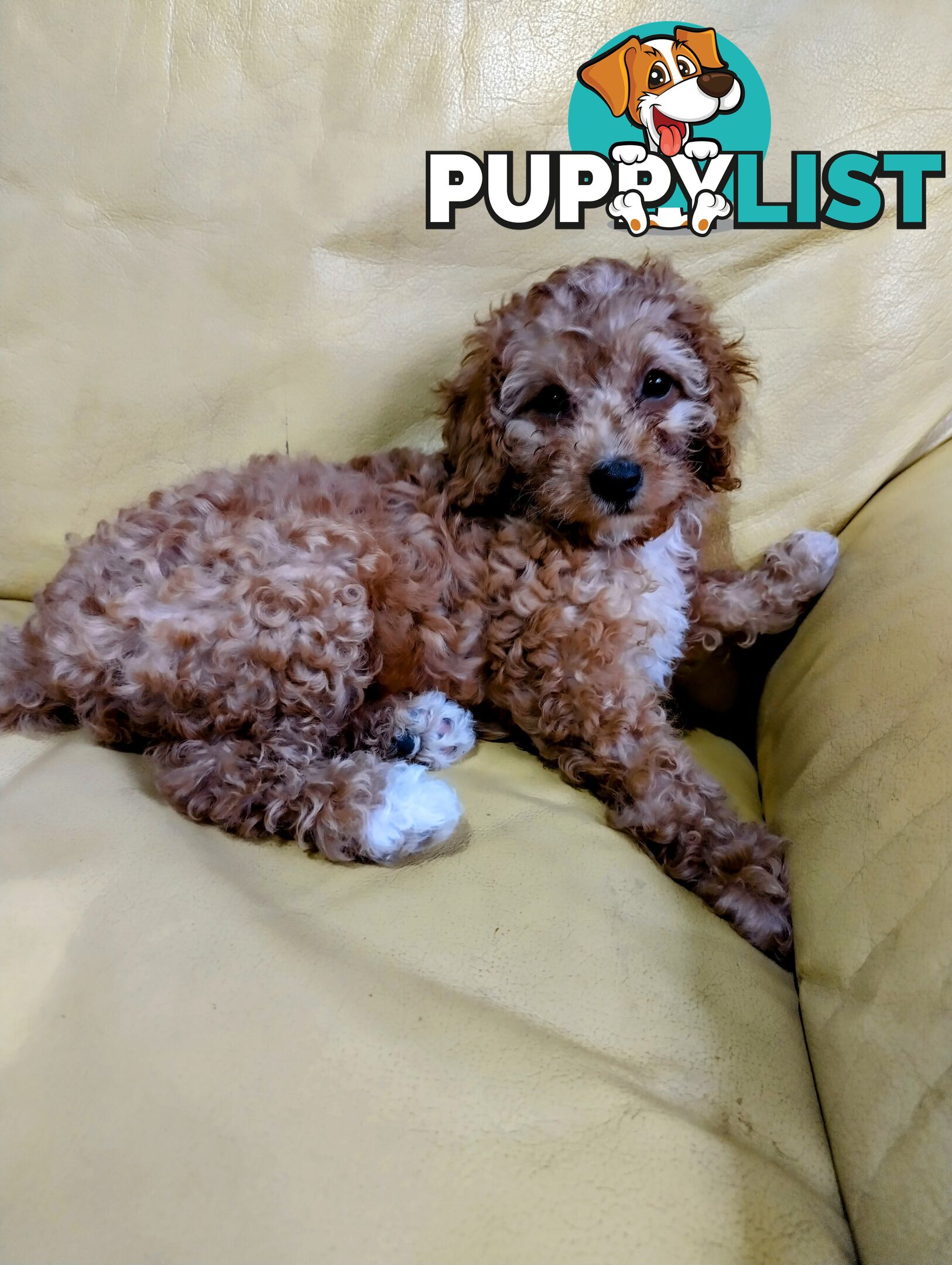 Straight coat and curly F2 cavoodles (Adorable )