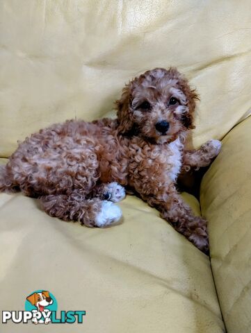 Straight coat and curly F2 cavoodles (Adorable )