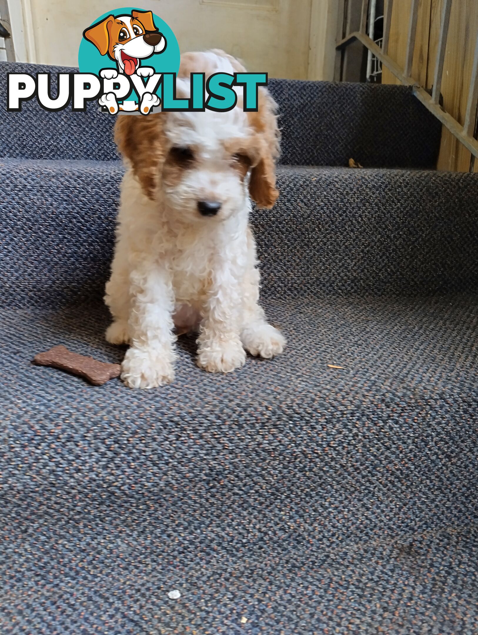 Straight coat and curly F2 cavoodles (Adorable )