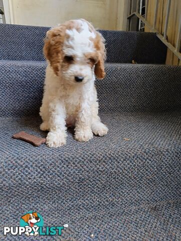 Straight coat and curly F2 cavoodles (Adorable )