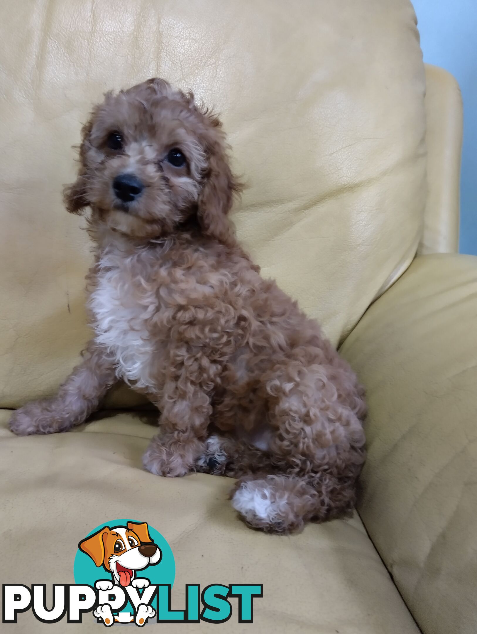 Straight coat and curly F2 cavoodles (Adorable )