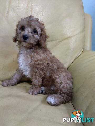 Straight coat and curly F2 cavoodles (Adorable )