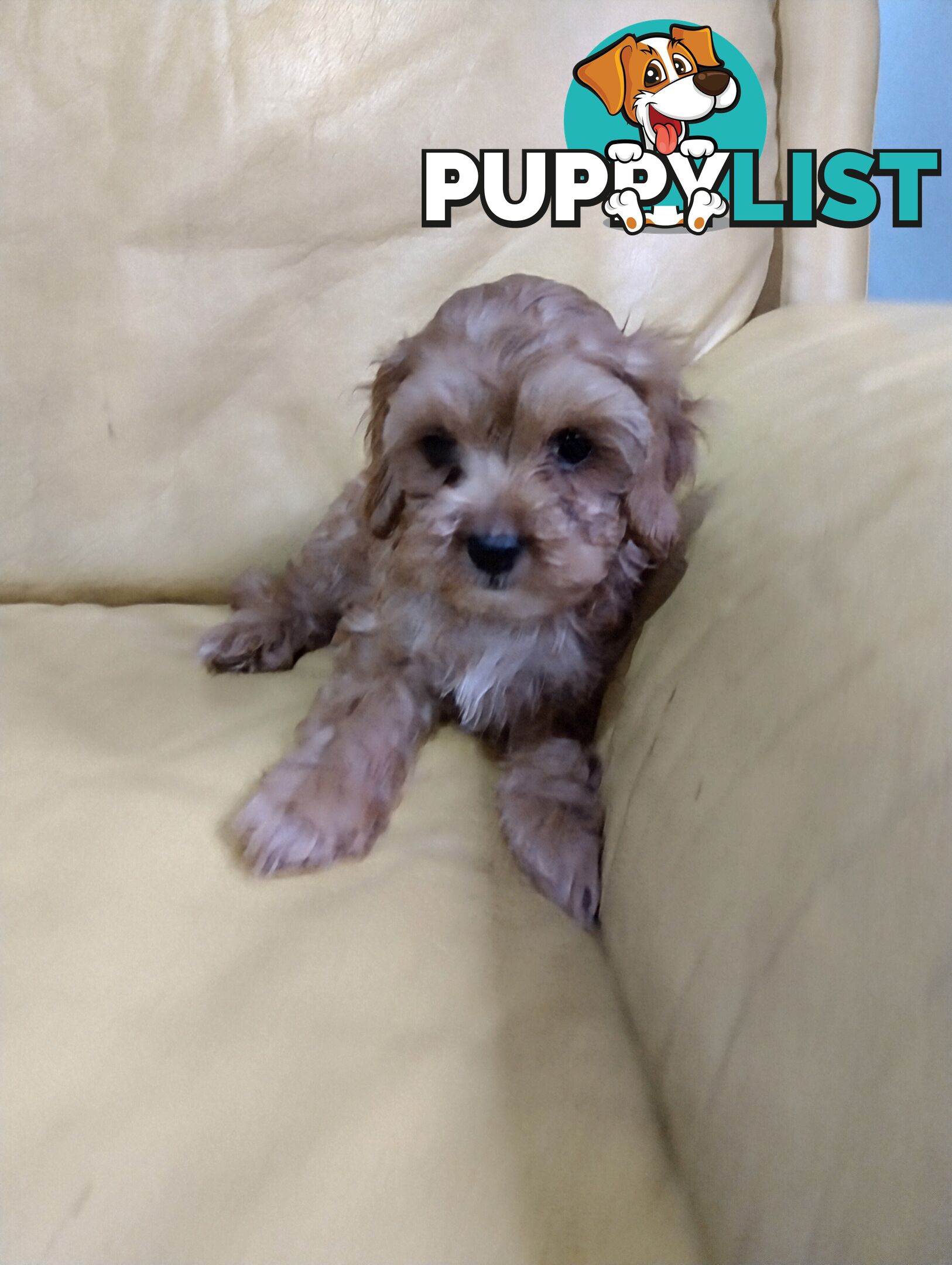 Straight coat and curly F2 cavoodles (Adorable )