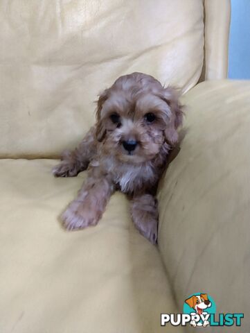 Straight coat and curly F2 cavoodles (Adorable )