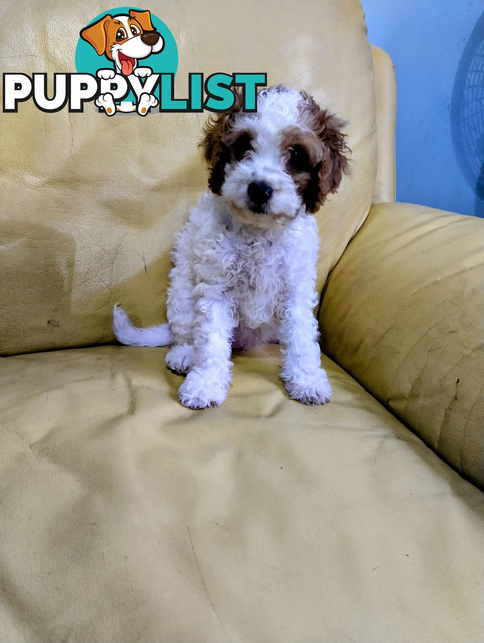 Straight coat and curly F2 cavoodles (Adorable )