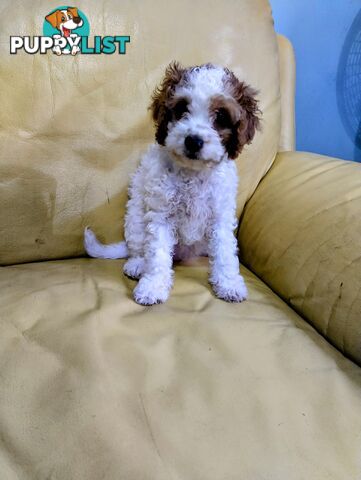 Straight coat and curly F2 cavoodles (Adorable )