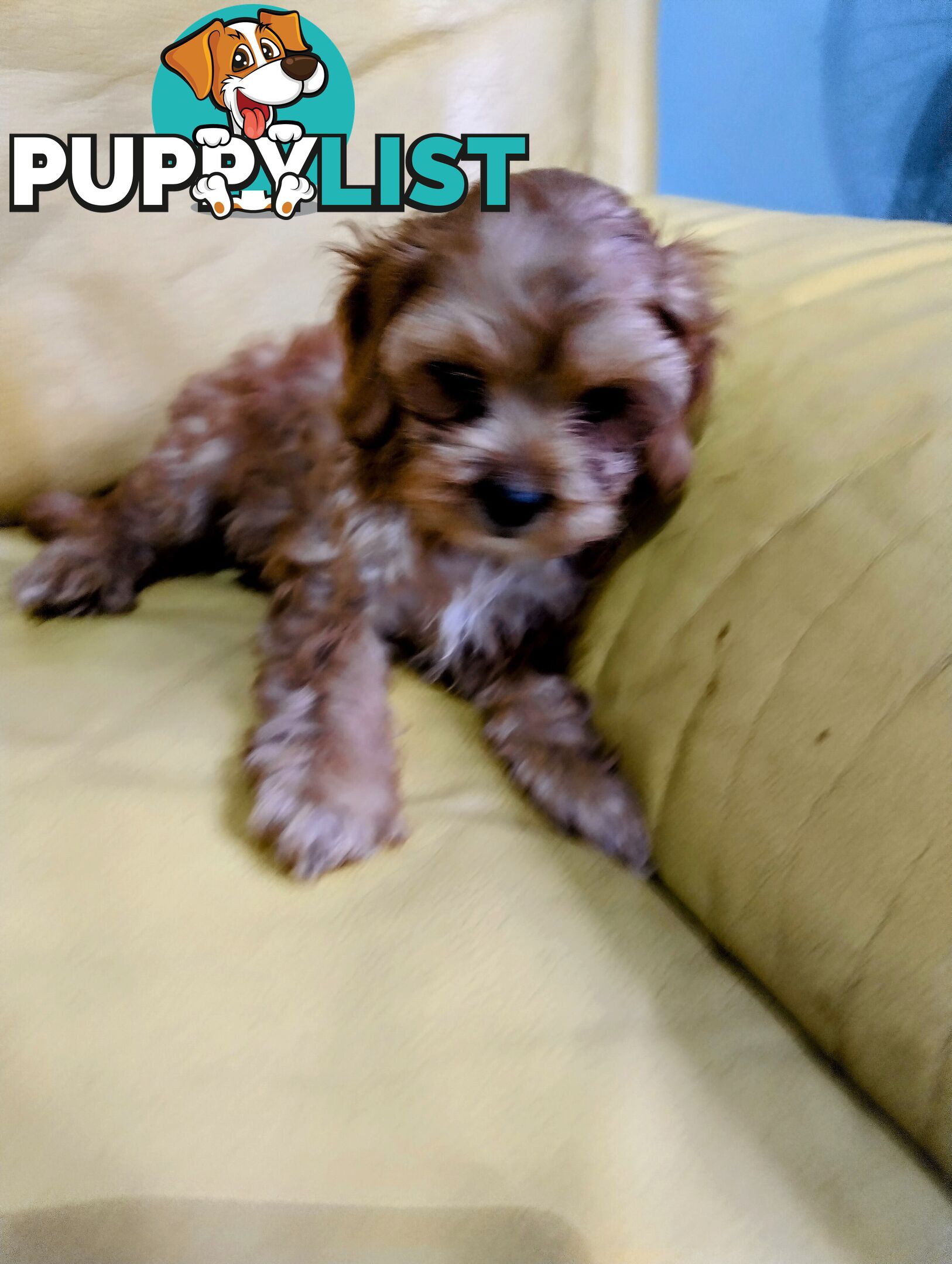 Straight coat and curly F2 cavoodles (Adorable )