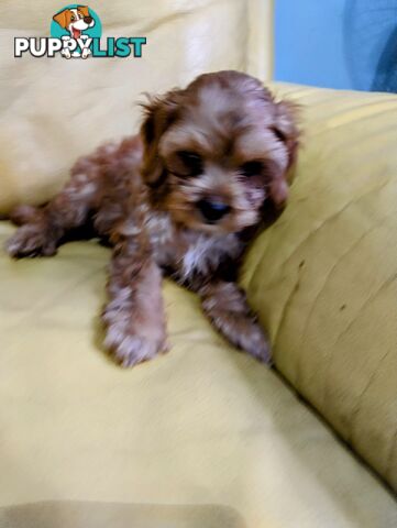 Straight coat and curly F2 cavoodles (Adorable )