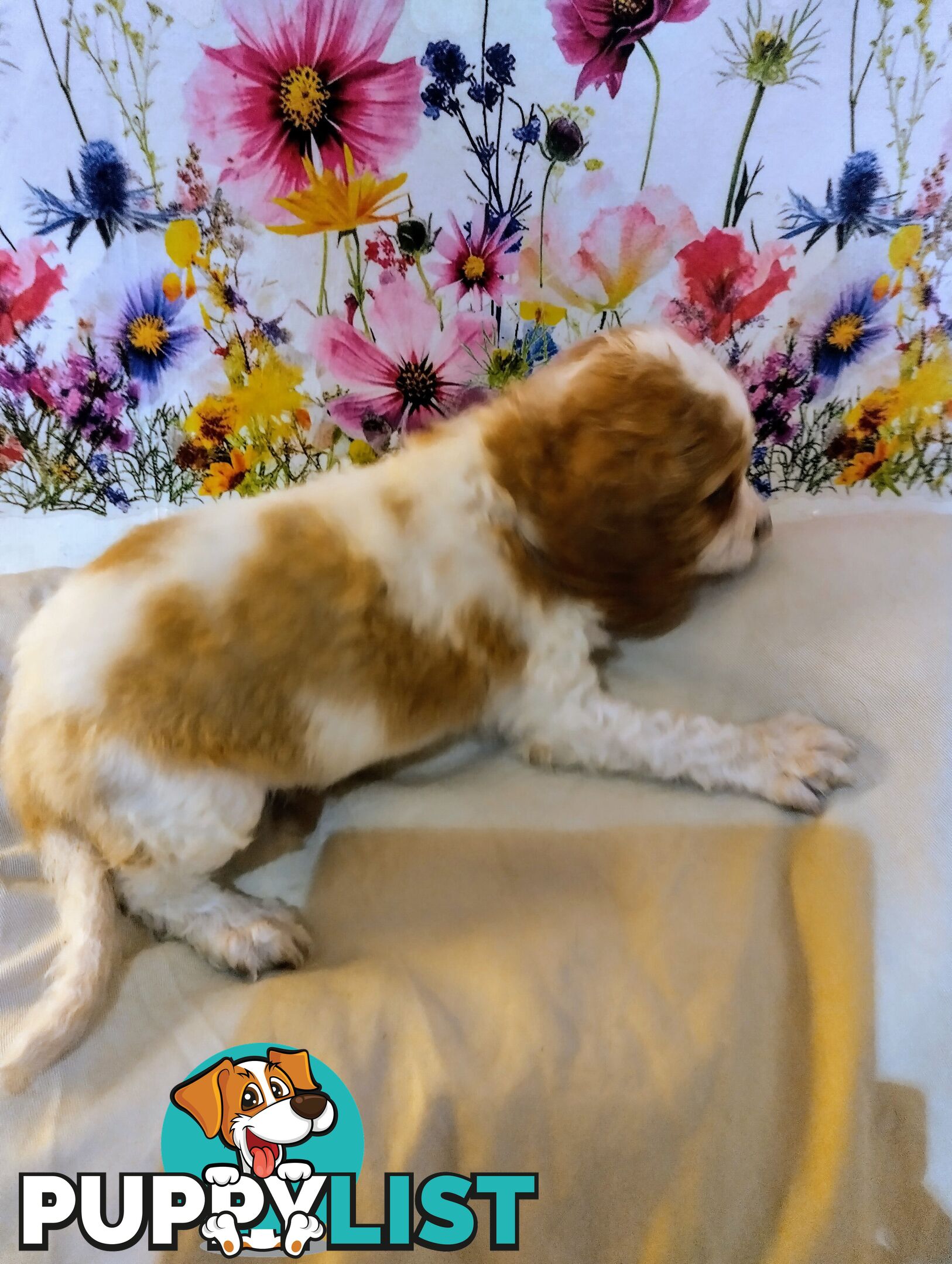 Straight coat and curly F2 cavoodles (Adorable )