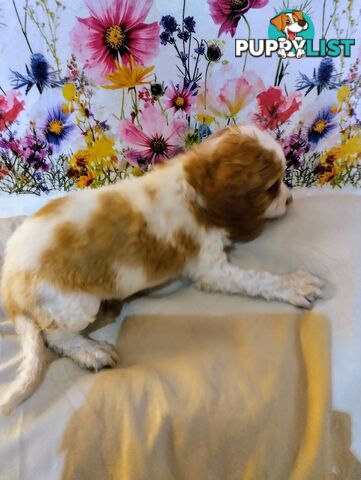 Straight coat and curly F2 cavoodles (Adorable )