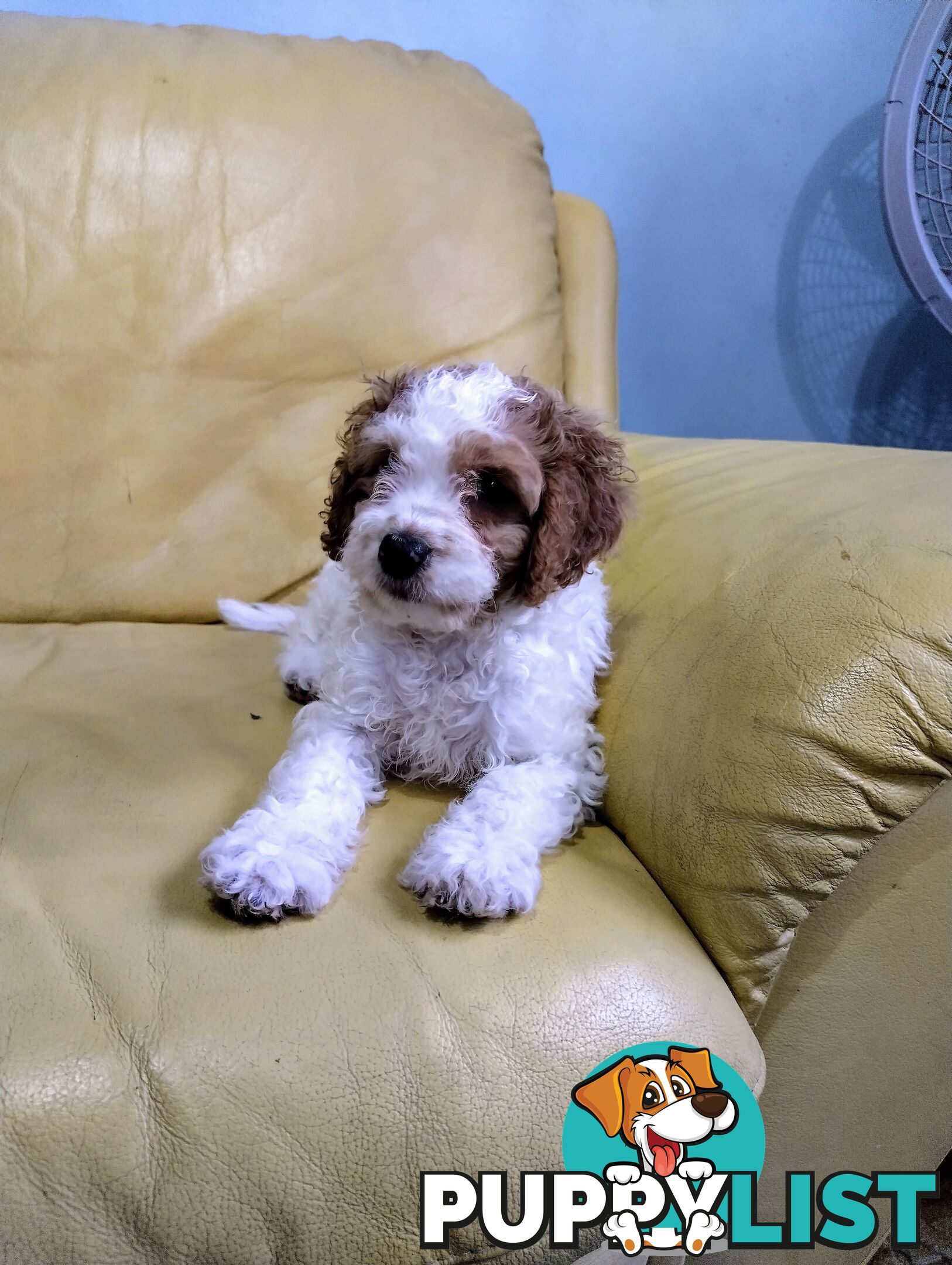 Straight coat and curly F2 cavoodles (Adorable )