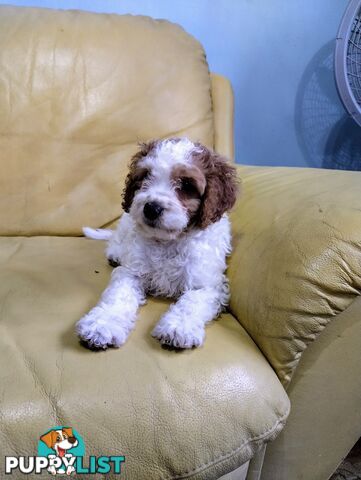 Straight coat and curly F2 cavoodles (Adorable )