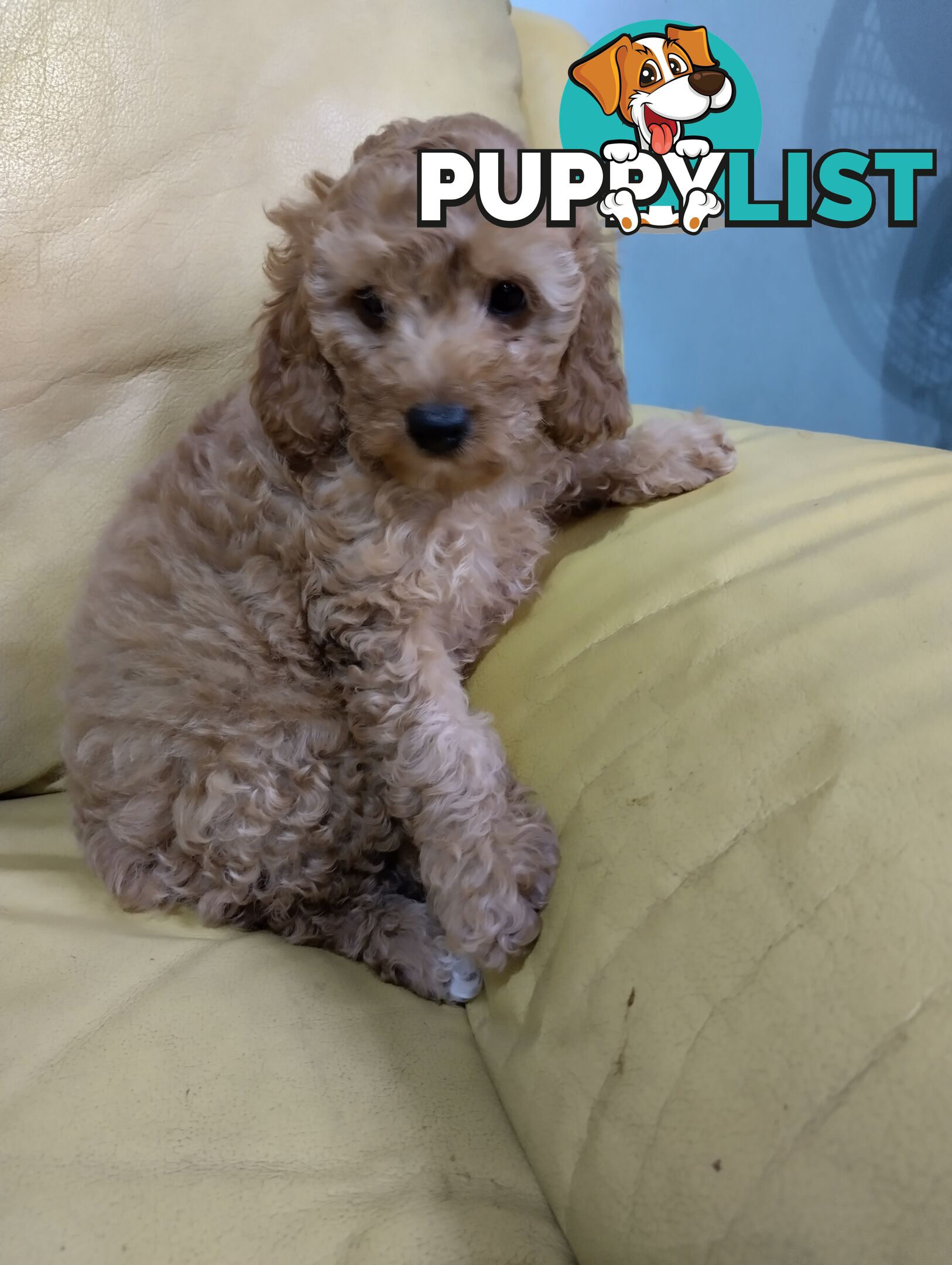 Straight coat and curly F2 cavoodles (Adorable )