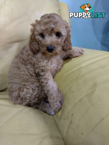 Straight coat and curly F2 cavoodles (Adorable )