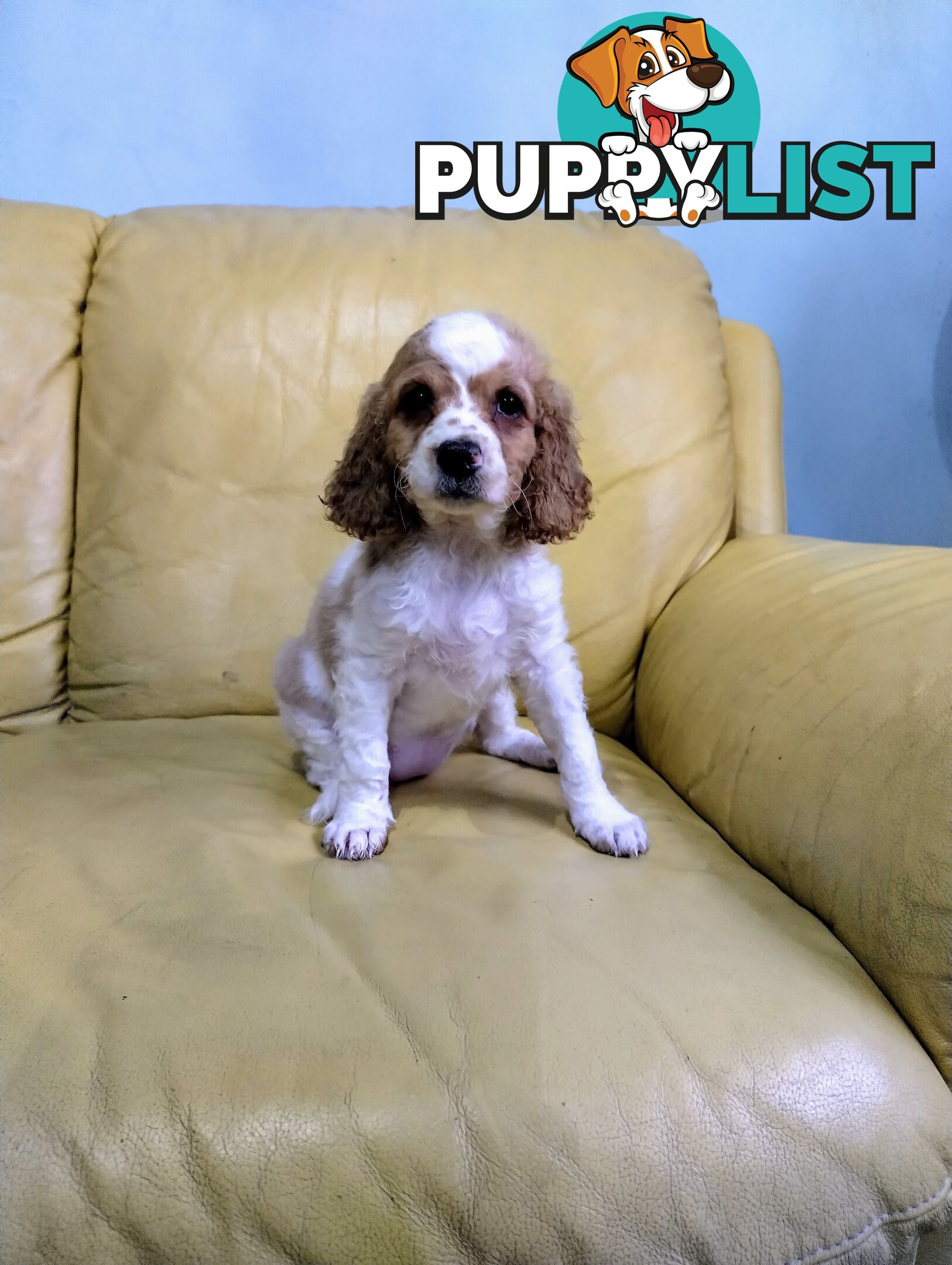 Straight coat and curly F2 cavoodles (Adorable )