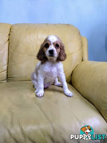 Straight coat and curly F2 cavoodles (Adorable )