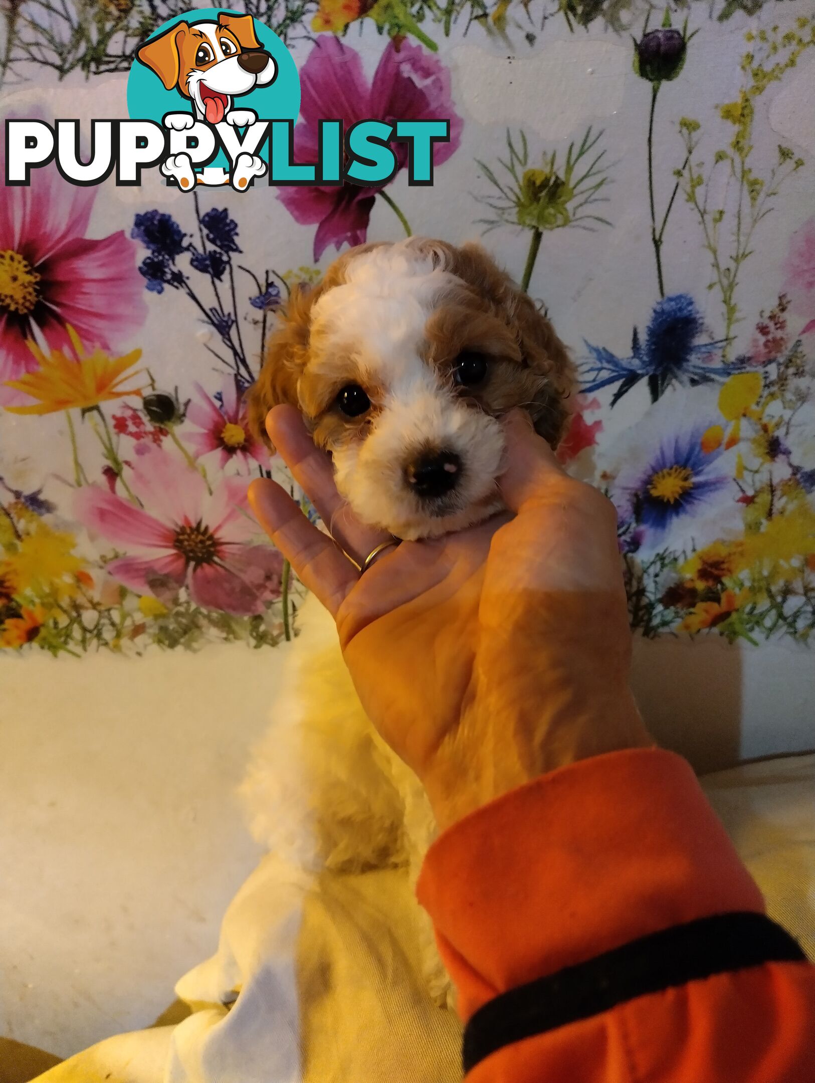 Straight coat and curly F2 cavoodles (Adorable )