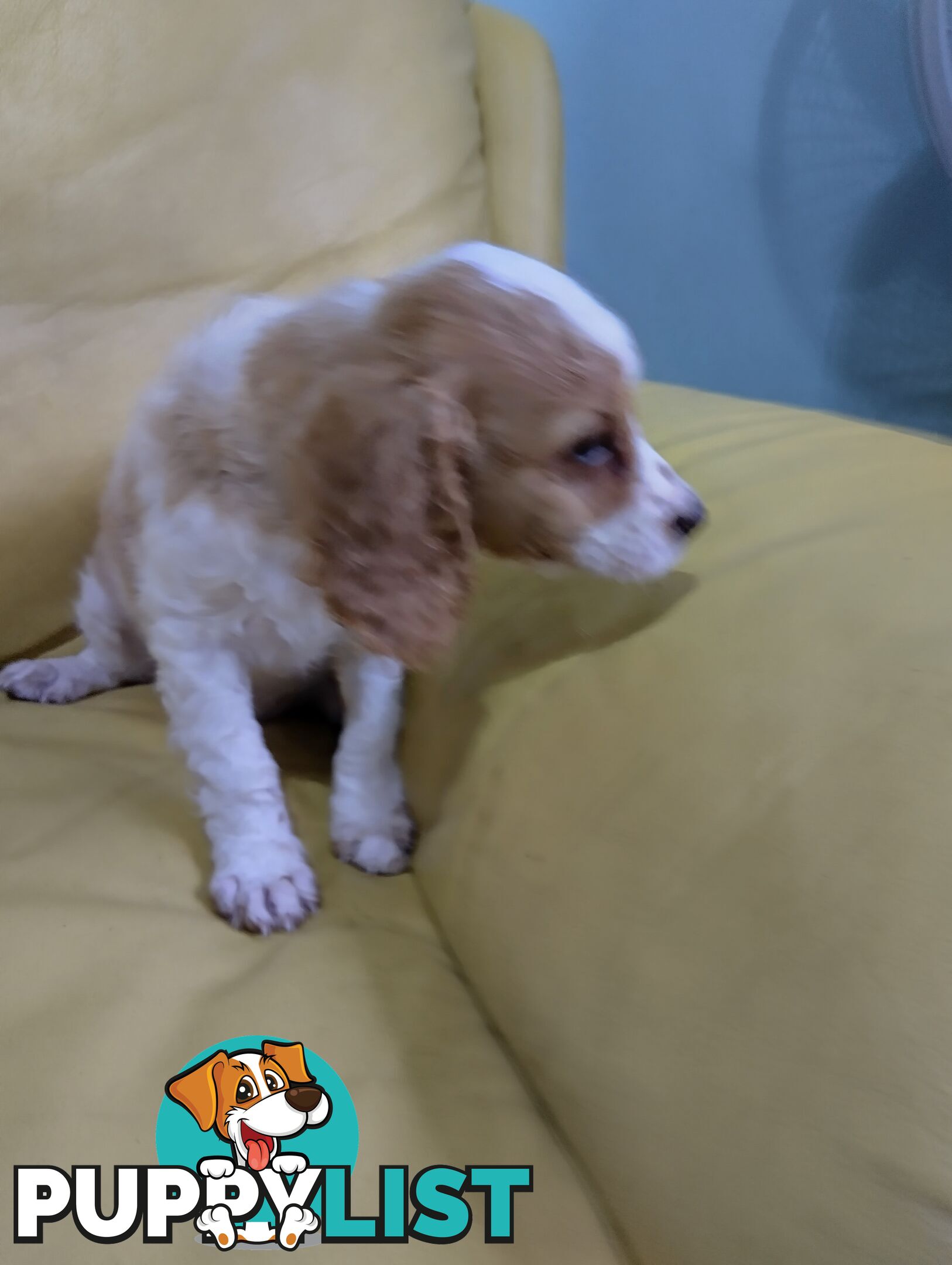 Straight coat and curly F2 cavoodles (Adorable )