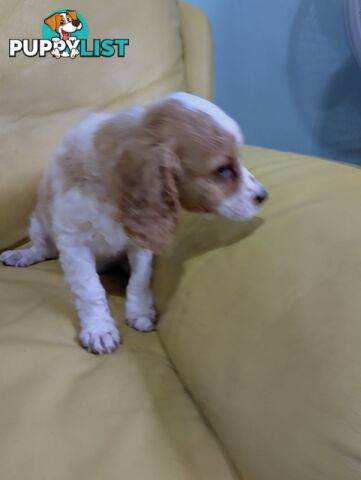 Straight coat and curly F2 cavoodles (Adorable )