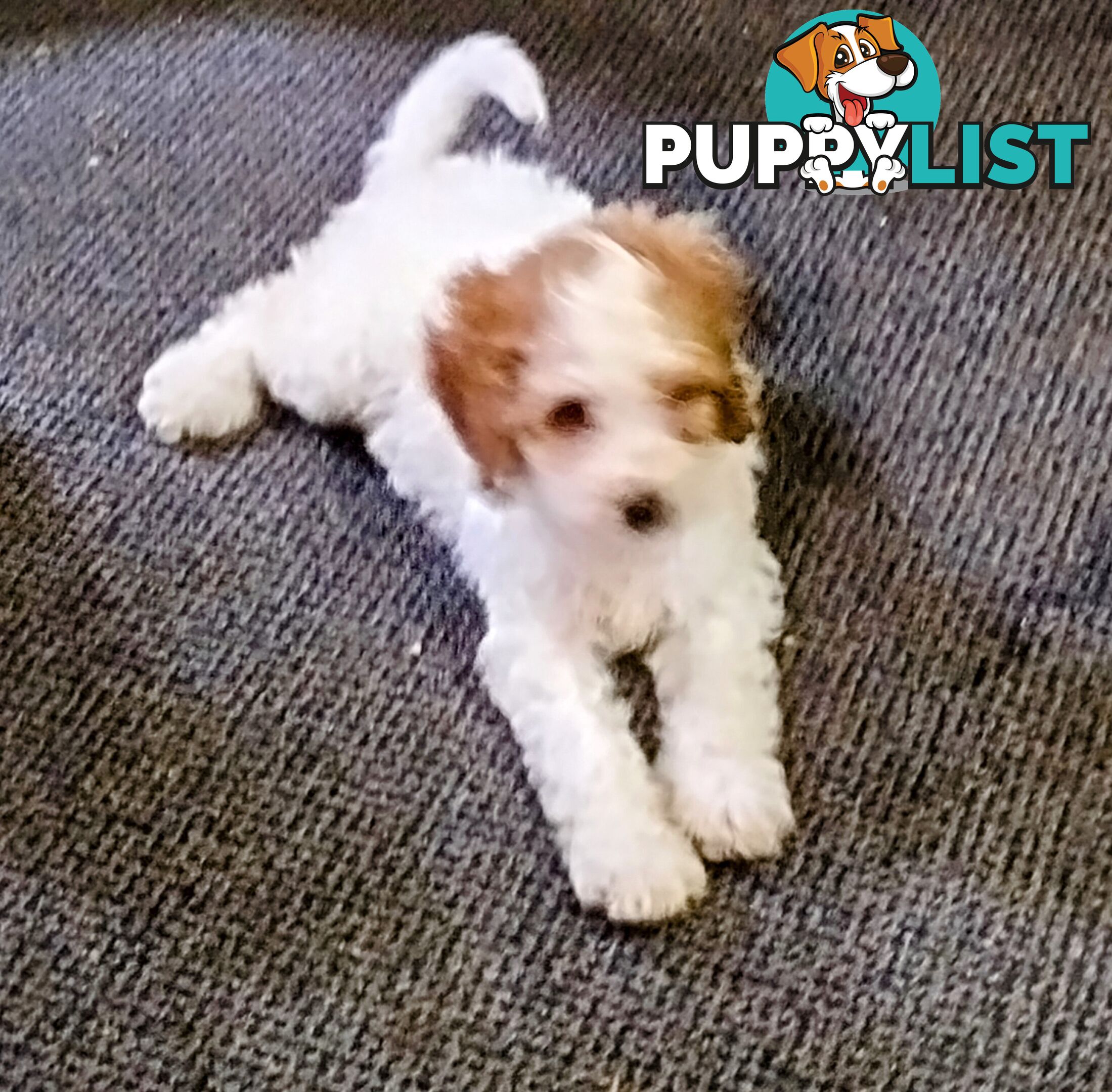 Straight coat and curly F2 cavoodles (Adorable )