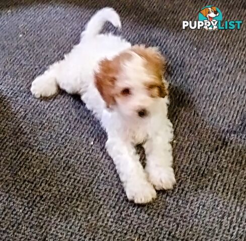 Straight coat and curly F2 cavoodles (Adorable )