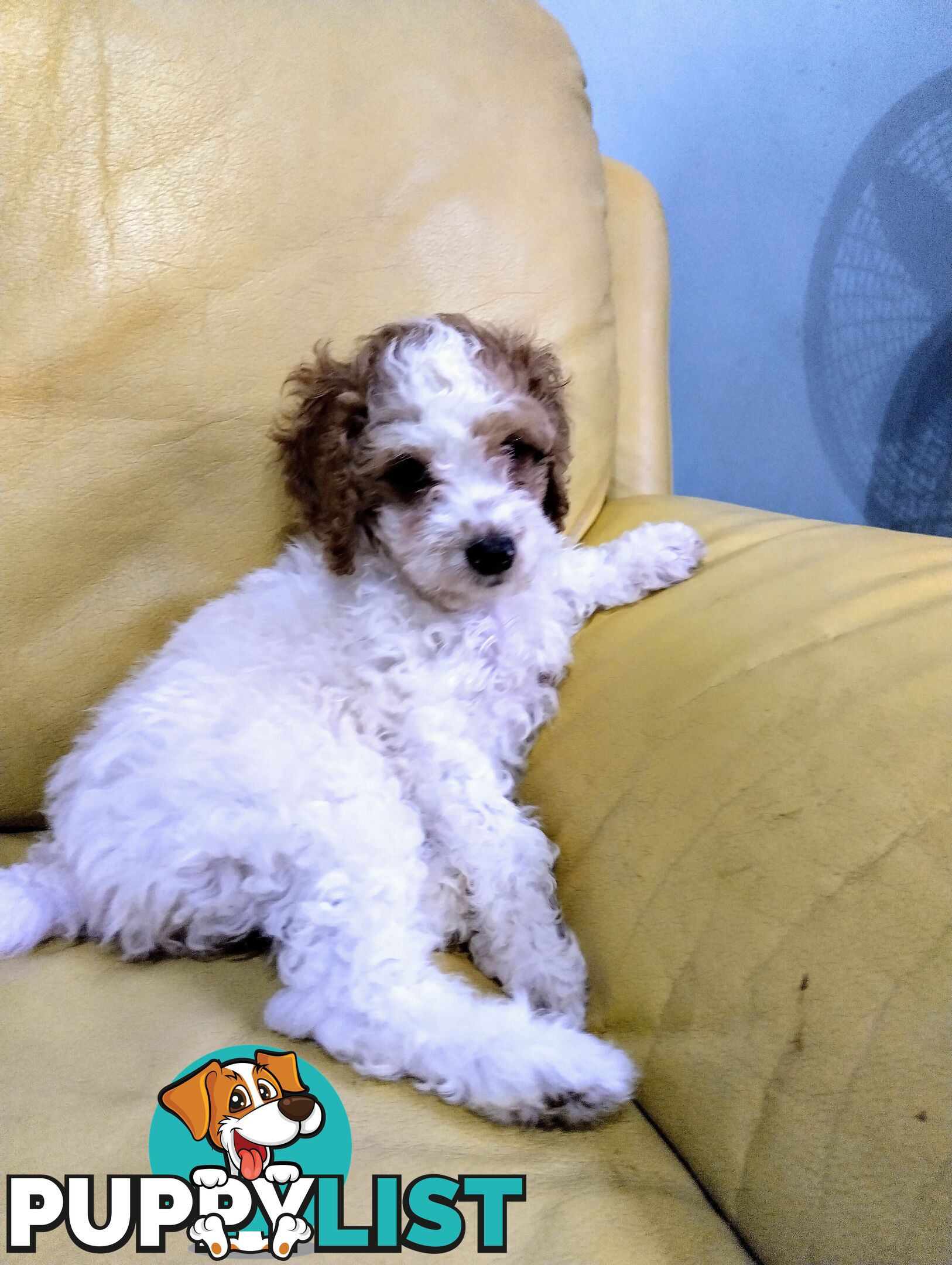 Straight coat and curly F2 cavoodles (Adorable )