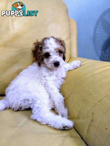 Straight coat and curly F2 cavoodles (Adorable )